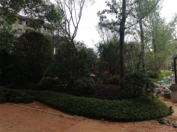 小区绿化施工